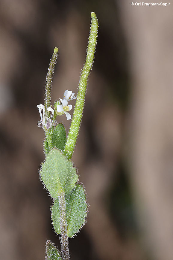 Arabis aucheri A small erect annual. Mt Hermon, Duvdevan Ridge Arabis aucheri,Geotagged,Spring