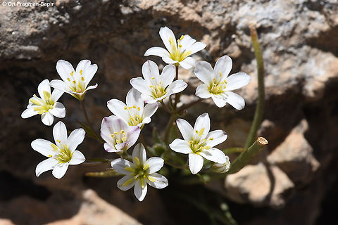 Gagea libanotica Mt Hermon, Duvdevan Ridge Gagea libanotica,Geotagged,Spring