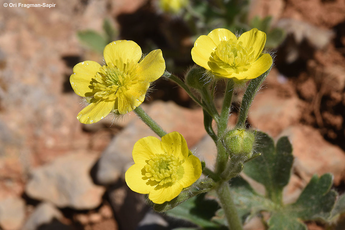 Ranunculus cuneatus A hairy perennial common in Mt Hermon. Ranunculus cuneatus