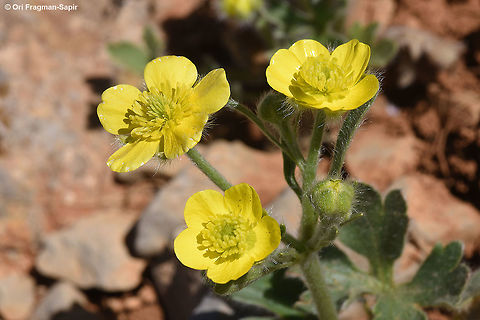 Ranunculus cuneatus A hairy perennial common in Mt Hermon. Ranunculus cuneatus