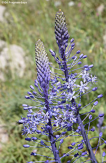 Scilla hyancinthoides An erect Mediterranean bulb. Scilla hyacinthoides,Scilla hyancinthoides