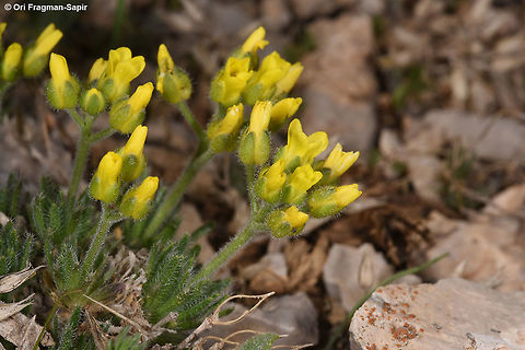 Draba oxycarpa A tiny alpine perennial with slender leaves and pointed fruits. Draba oxycarpa