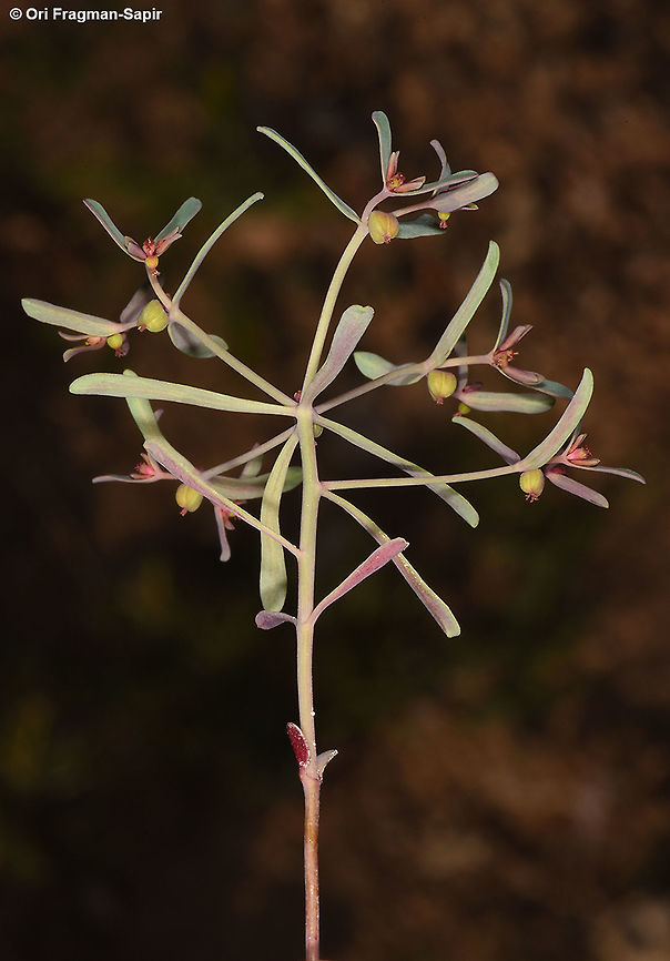 Euphorbia szovitsii A new finding for Jordan. S of Shobak, 1550m Euphorbia szovitsii,Geotagged,Jordan,Spring