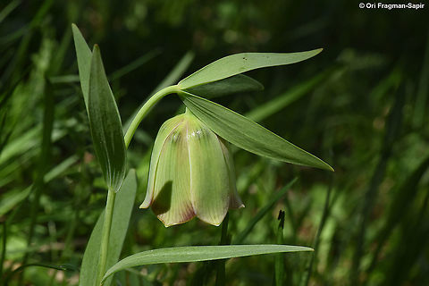 Fritillaria pontica Forest edges, NW Turkey, Lake Abant Black-sea Fritillaria,Fritillaria pontica,Geotagged,Spring,Turkey