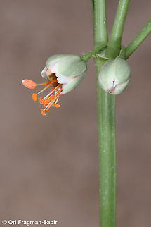 Zygophyllum fabago A perennial of the W Asian steppes. Zygophyllum fabago