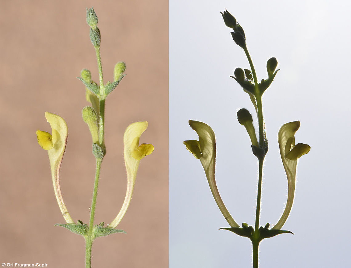 Scutellaria tomentosa A small sub-shrub of the Middle East. Scutellaria tomentosa