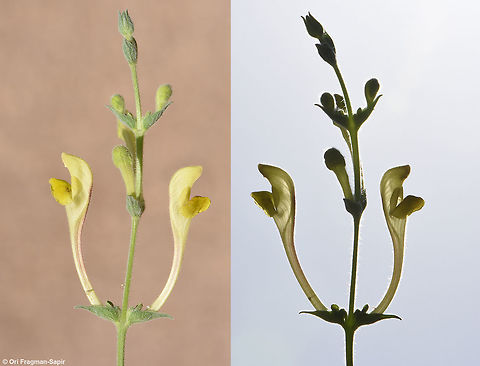Scutellaria tomentosa