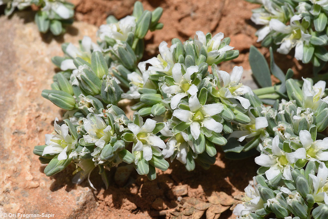 Telephium imperati Mt Hermon 1800m Geotagged,Spring,Telephium imperati