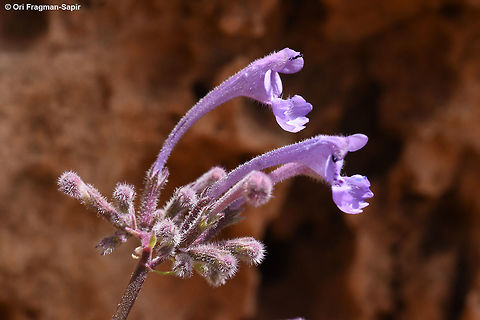 Nepeta cilicica Mt Hermon1750m Geotagged,Nepeta cilicica,Spring