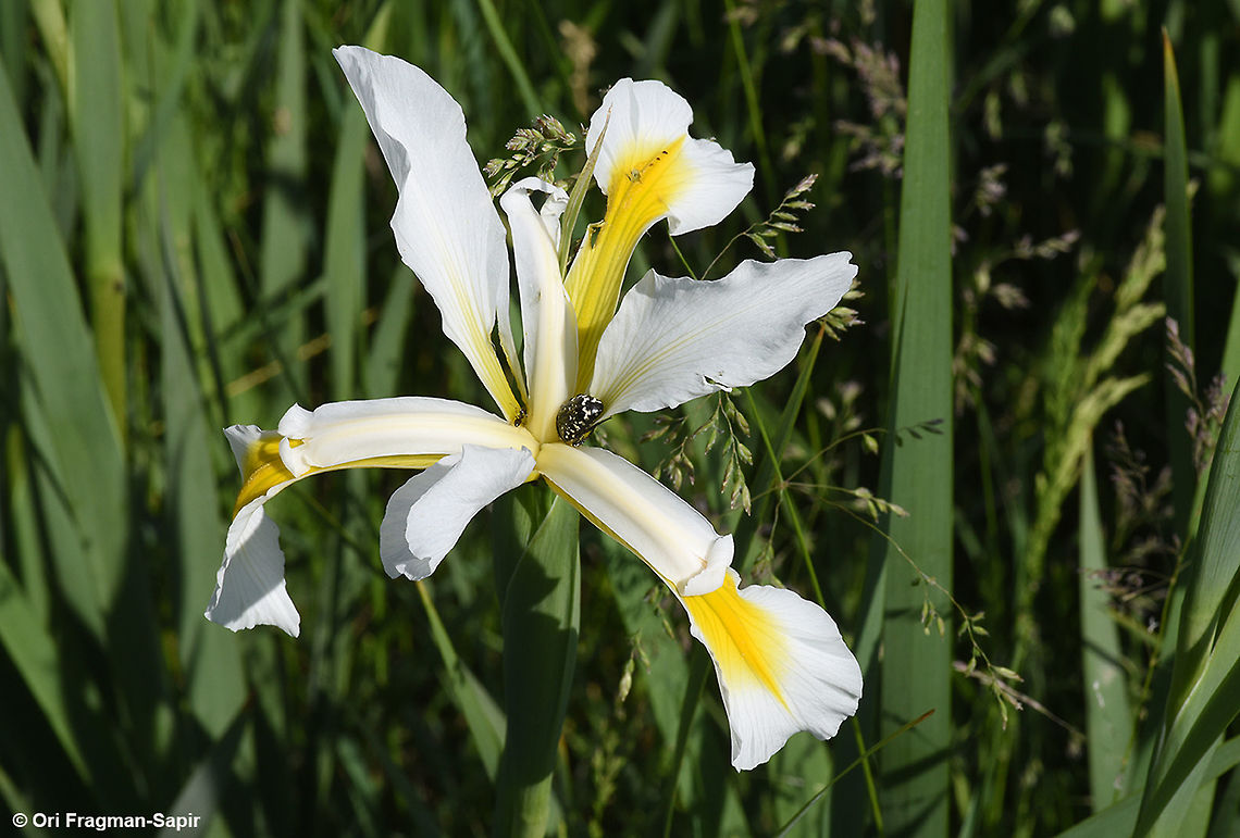 Iris orientalis Turkey, near Hatushash Geotagged,Iris orientalis,Spring,Turkey