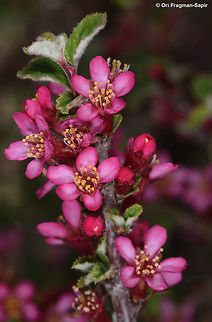 Prunus prostrata Mt Hermon 1950m Geotagged,Prunus prostrata,Spring