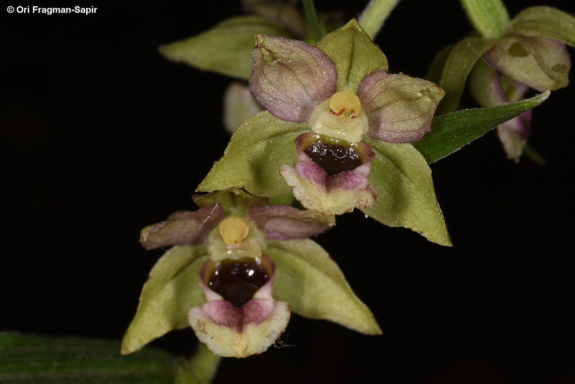 Epipactis helleborine N Golan, Odem Forest Broad-leaved Helleborine,Epipactis helleborine,Geotagged,Spring
