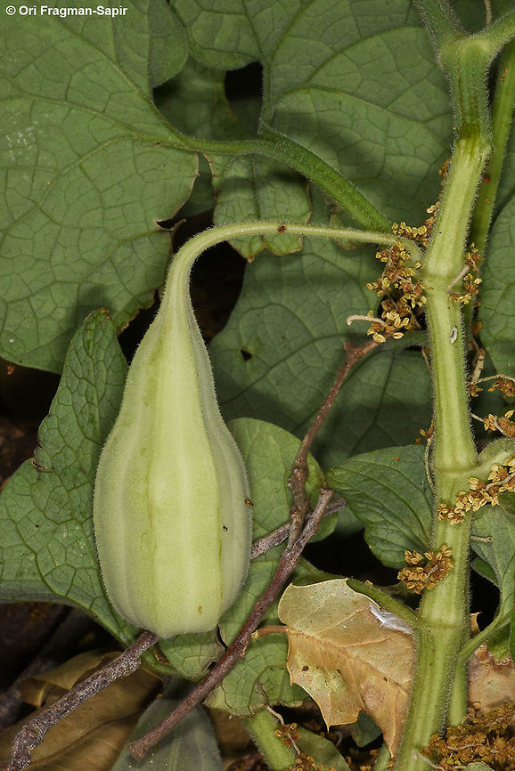 Aristolochia paecilantha N Golan, behind Mt Bental Aristolochia paecilantha,Geotagged,Spring