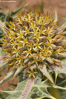 Gundelia tournefortii Mt Hermon 1800m Geotagged,Gundelia tournefortii,Spring