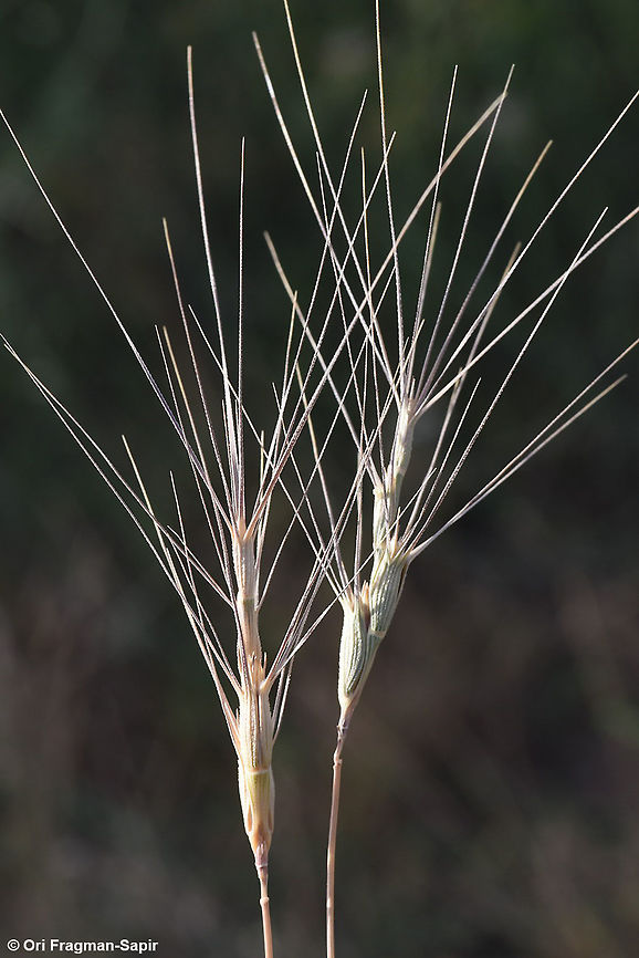 Aegilops triuncialis N Golan, behind Mt Bental Aegilops triuncialis,Geotagged,Spring