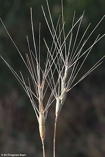 Aegilops triuncialis N Golan, behind Mt Bental Aegilops triuncialis,Geotagged,Spring