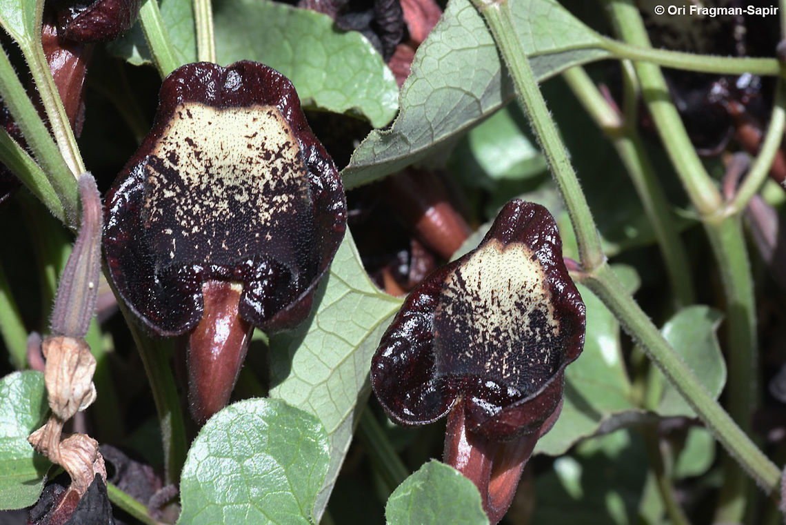 Aristolochia scabridula Mt Hermon 1950m Aristolochia scabridula,Geotagged,Spring