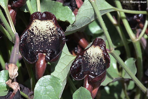Aristolochia scabridula Mt Hermon 1950m Aristolochia scabridula,Geotagged,Spring