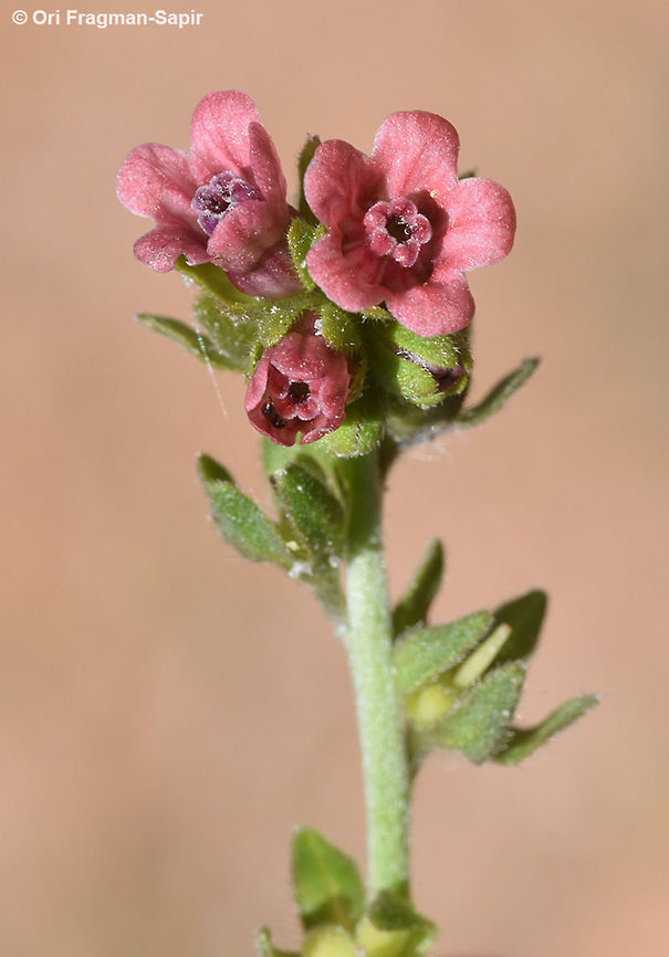 Cynoglossum montanum Mt Hermon 2000m Cynoglossum montanum,Geotagged,Mountain hound's tongue,Spring