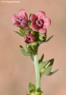 Cynoglossum montanum Mt Hermon 2000m Cynoglossum montanum,Geotagged,Mountain hound's tongue,Spring