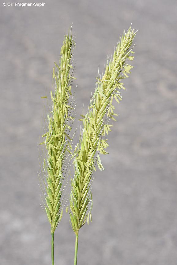 Hordeum bulbosum Mt Hermon 1650m Geotagged,Hordeum bulbosum,Spring