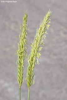 Hordeum bulbosum Mt Hermon 1650m Geotagged,Hordeum bulbosum,Spring
