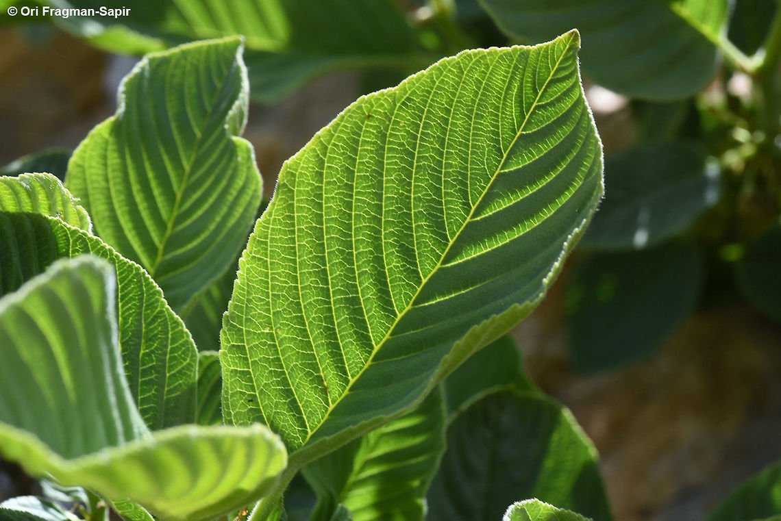 Rhamnus libanoticus Mt Hermon 1950m Geotagged,Rhamnus libanoticus,Spring