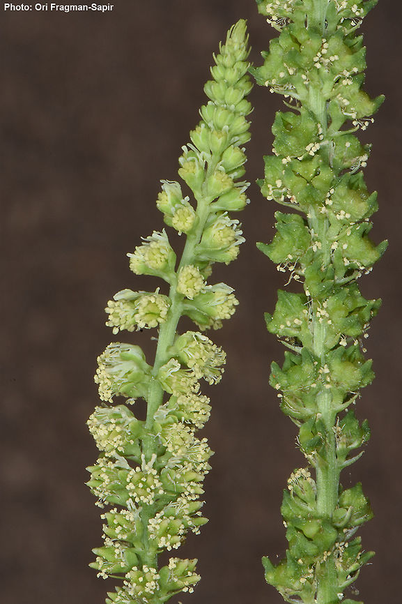 Reseda luteola An annual with entire leaves and small flowers. The roots were used to make dyes. Reseda luteola