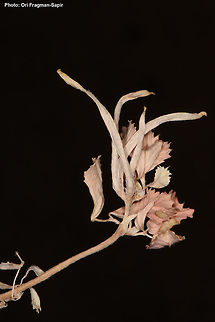 Trigonella crassipes  Trigonella crassipes