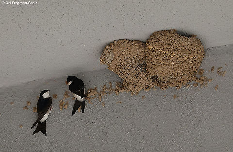 Delichon urbicum Turkey, Mt Erciyes, 2200m Common House Martin,Delichon urbicum,Geotagged,Spring,Turkey