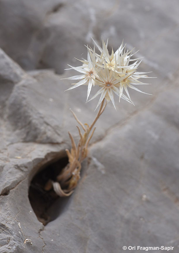 Chardinia orientalis Mt Hermon, Busheri, 1750m Chardinia,Chardinia orientalis,Geotagged,Spring