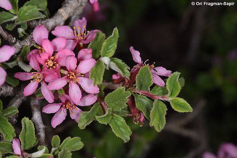 Prunus prostrata Mt Herm,on, Mt Habushit, 1850m Geotagged,Prunus prostrata,Spring