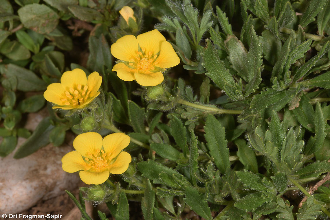 Potentilla geranioides Mt Herm,on, Mt Habushit, 1850m Geotagged,Potentilla geranioides,Spring