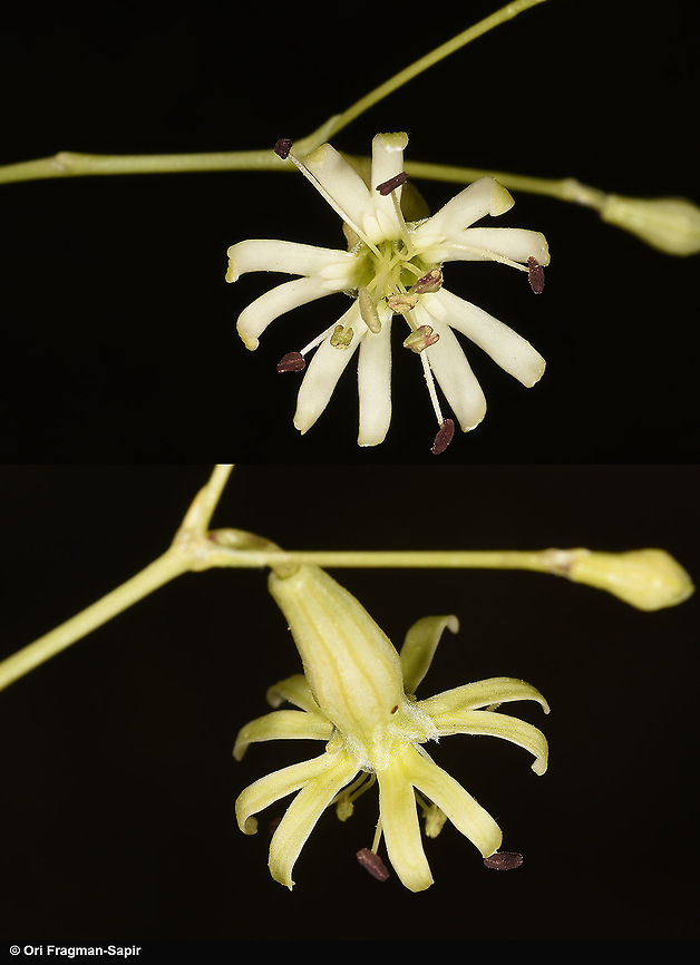 Silene longipetala Mt Hermon, Upper Ski Lift Station, 1950m Geotagged,Silene longipetala,Spring
