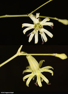 Silene longipetala