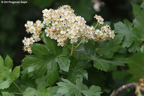 Sorbus torminalis Mt Herm,on, Mt Habushit, 1850m Geotagged,Sorbus torminalis,Spring,Wild service tree