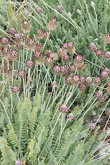 Astragalus emarginatus
