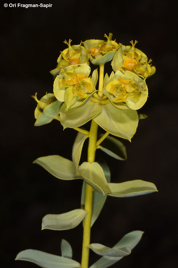 Euphorbia antilibanotica Mt Hermon, Mt Habushit, 1950m Euphorbia antilibanotica,Geotagged,Spring