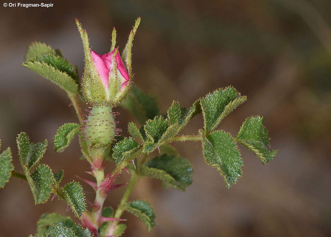 Rosa pulverulenta Mt Hermon, Mt Habushit, 1950m Geotagged,Rosa pulverulenta,Spring