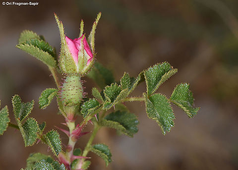 Rosa pulverulenta Mt Hermon, Mt Habushit, 1950m Geotagged,Rosa pulverulenta,Spring