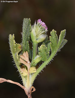 Turgenia latifolia Mt Hermon, Mt Habushit, 1950m Broadleaf False Carrot,Geotagged,Spring,Turgenia latifolia