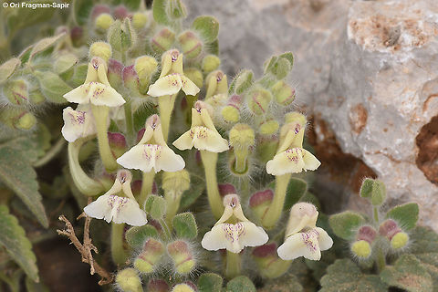 Scutellaria utriculata Mt Hermon, Upper Ski Lift Station, 1950m Geotagged,Scutellaria utriculata,Spring