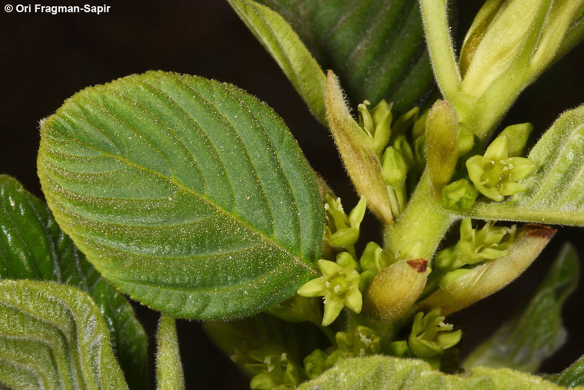 Rhamnus libanoticus Mt Hermon, Upper Ski Lift Station, 2000m Geotagged,Rhamnus libanoticus,Spring
