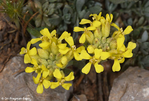 Alyssum baumgartnerianum Mt Hermon, Upper Ski Lift Station, 2000m Alyssum baumgartnerianum,Geotagged,Spring