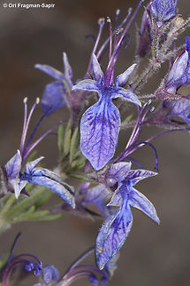 Teucrium orientale Mt Hermon, Upper Ski Lift Station, 2000m Geotagged,Spring,Teucrium orientale