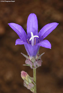 Campanula stricta ssp libanotica Mt Hermon, Upper Ski Lift Station, 2000m Campanula stricta,Geotagged,Spring