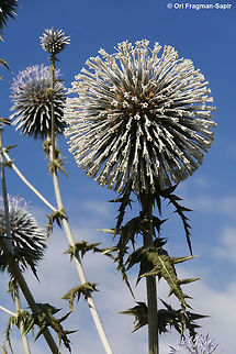 Echinops viscosus N Israel, Horshat Tal Reserve Echinops sphaerocephalus,Geotagged,Israel,Spring