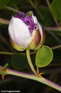 Capparis zoharyi  Capparis zoharyi