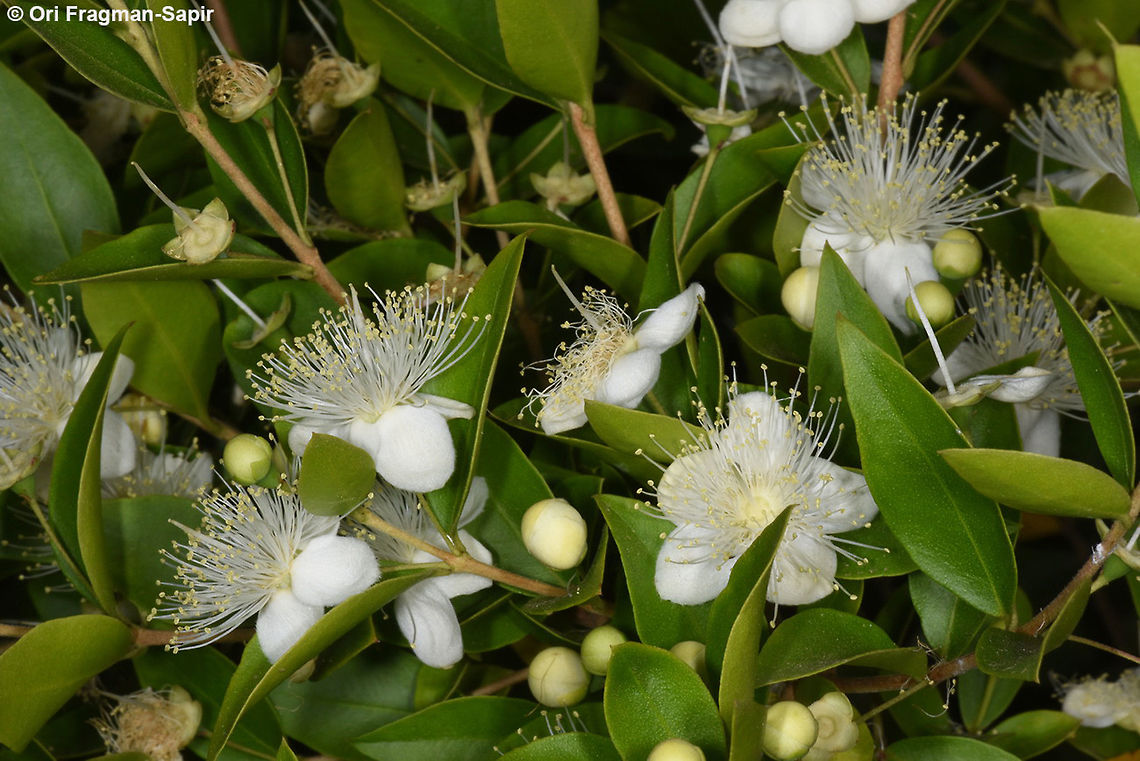 Myrtus communis  Myrtus communis