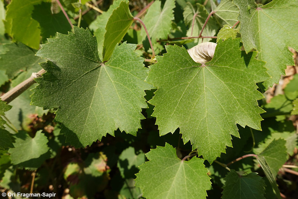 Vitis sylvestris N Israel, Horshat Tal Reserve Geotagged,Israel,Spring,Vitis vinifera